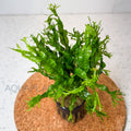 Microsorum Windelov (Large) aquarium plant — Aquaplantz Canada