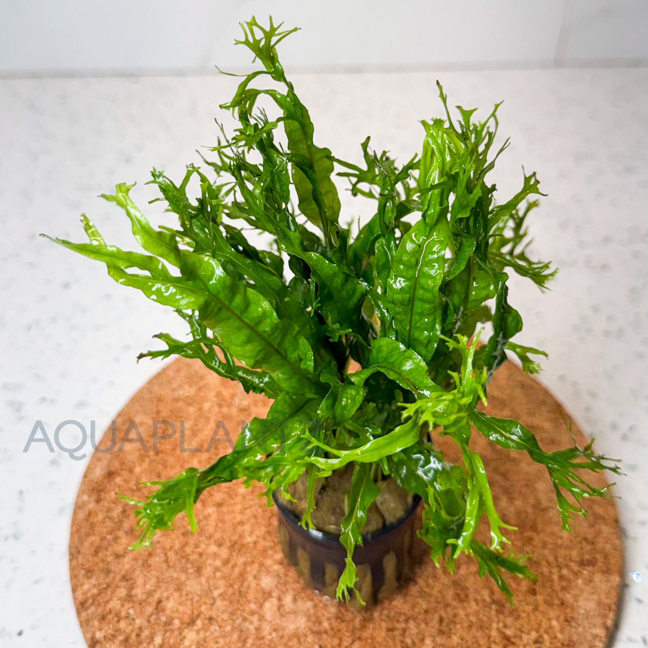Microsorum Windelov (Large) aquarium plant — Aquaplantz Canada