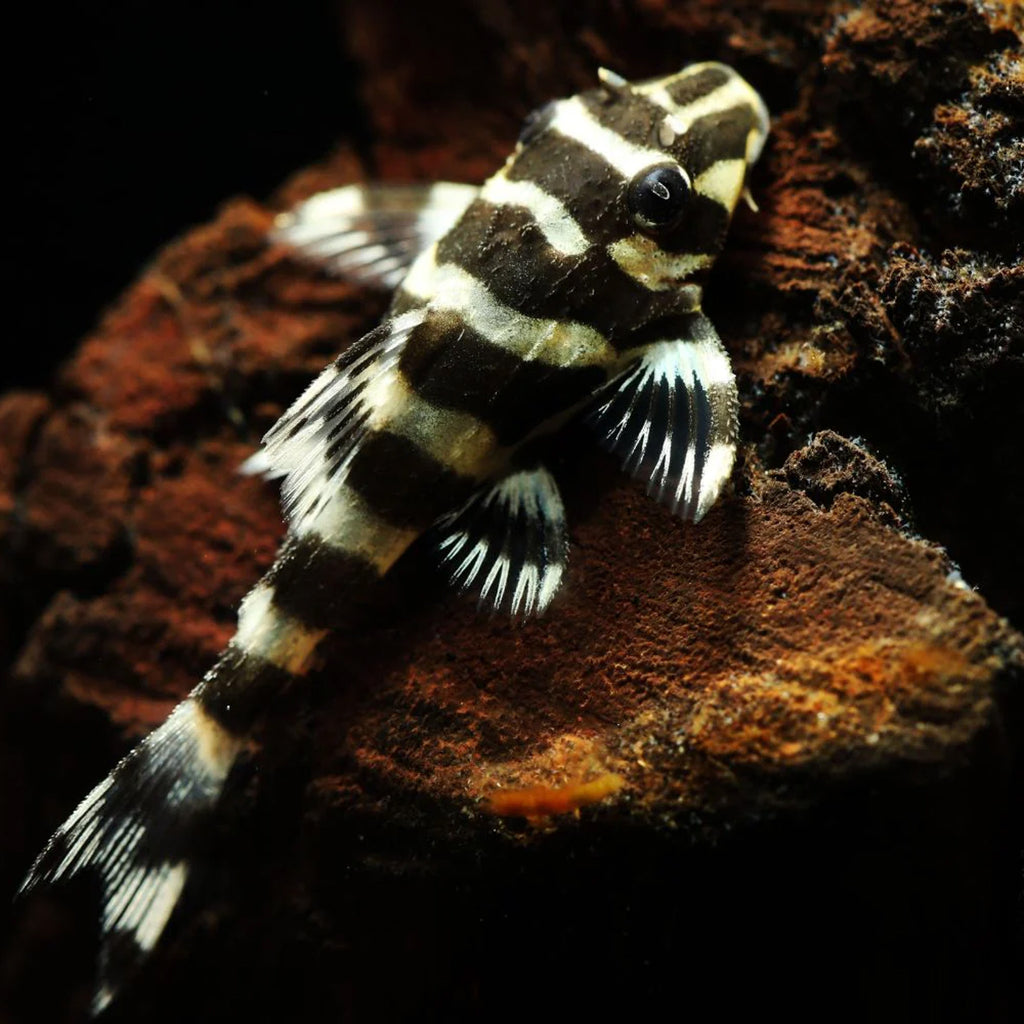 L134 Leopard Frog Pleco pleco fish — Aquaplantz Canada