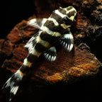 L134 Leopard Frog Pleco pleco fish — Aquaplantz Canada