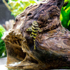 L134 Leopard Frog Pleco pleco fish — Aquaplantz Canada