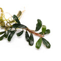 Bucephalandra Red Mini
