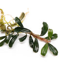 Bucephalandra Red Mini
