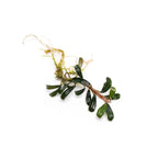 Bucephalandra Red Mini