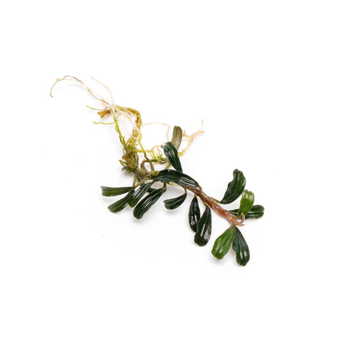 Bucephalandra Red Mini
