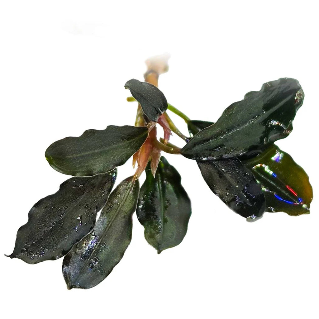 Bucephalandra Brownie Purple