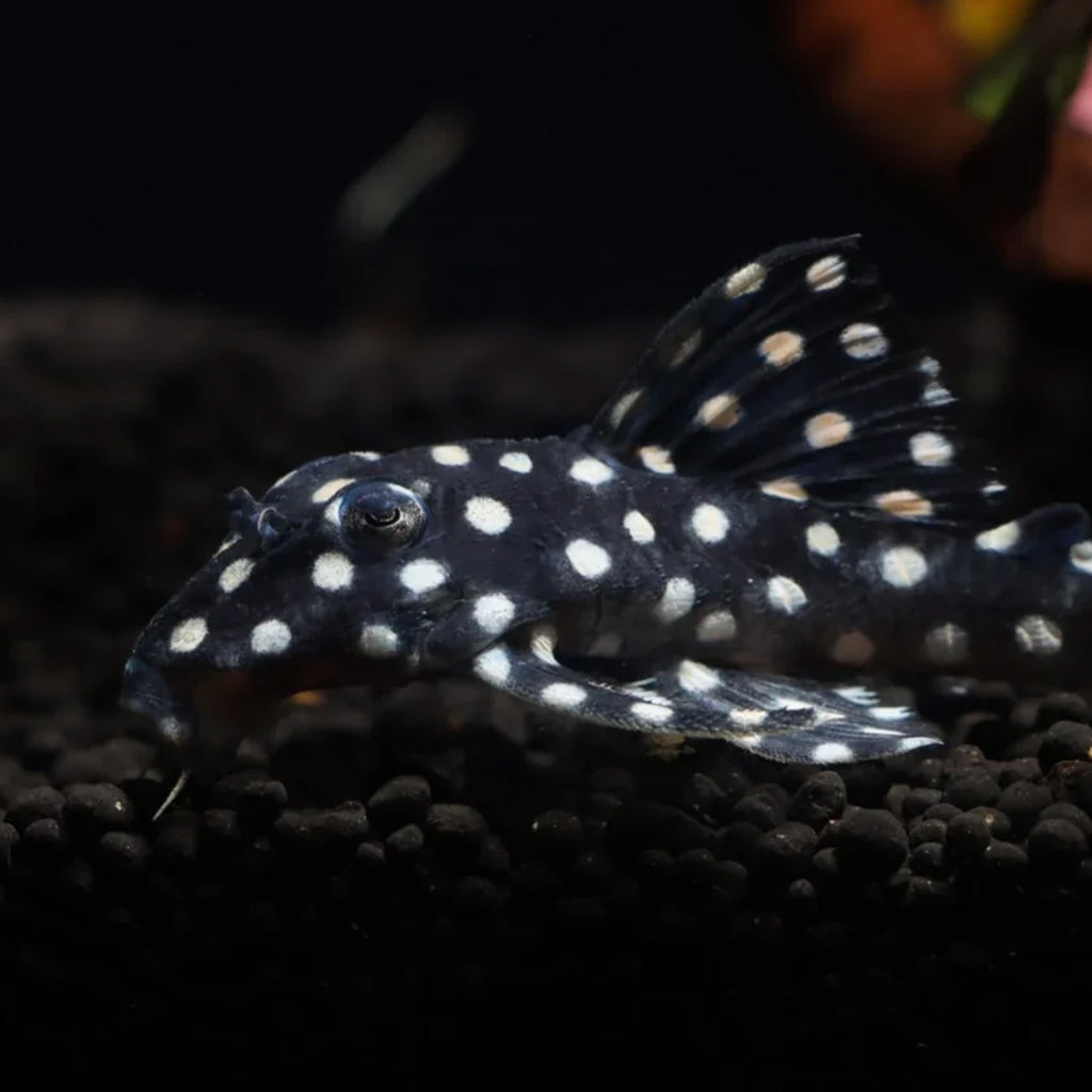 L401 Alenquer King Tiger Pleco pleco fish — Aquaplantz Canada