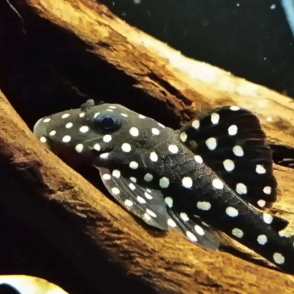 L401 Alenquer King Tiger Pleco pleco fish — Aquaplantz Canada