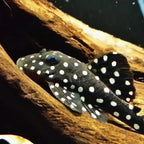 L401 Alenquer King Tiger Pleco pleco fish — Aquaplantz Canada