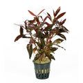 Ludwigia glandulosa aquarium plant — Aquaplantz Canada