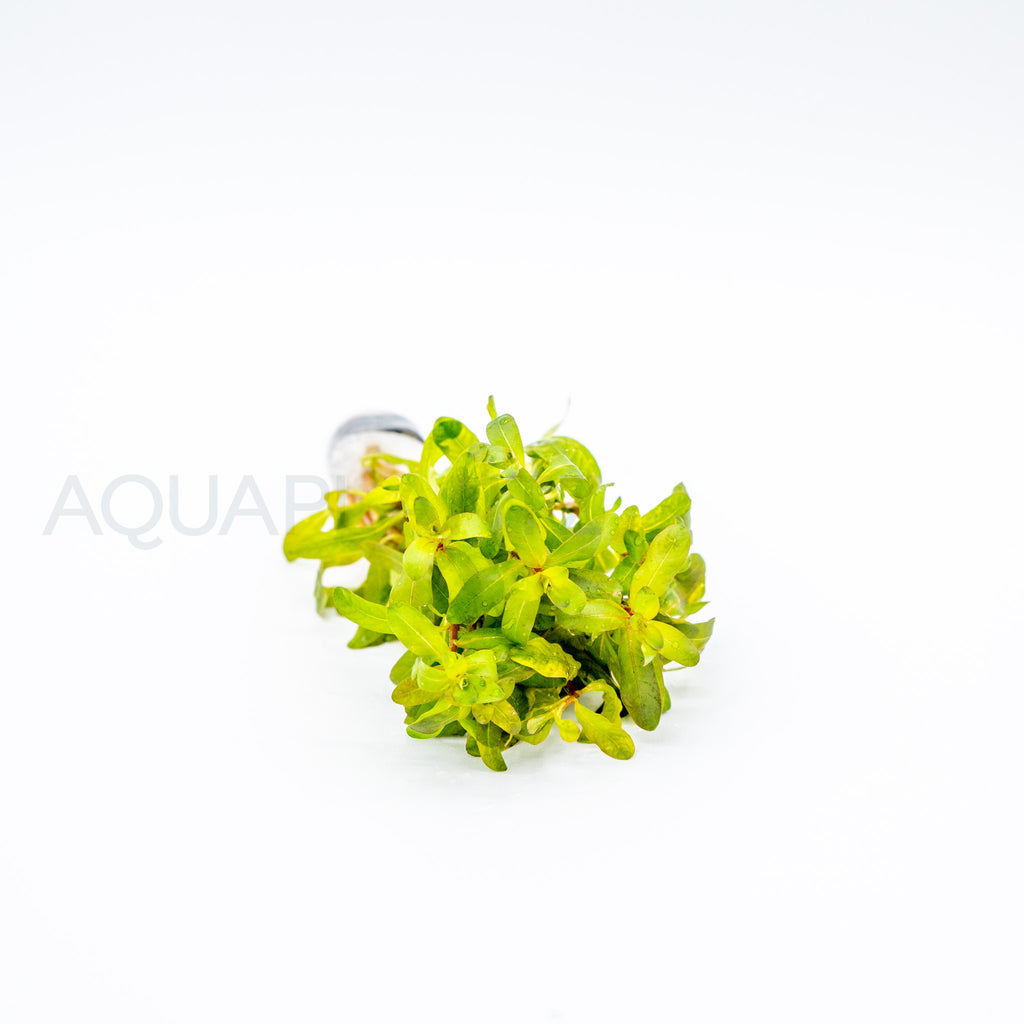 Ludwigia inclinata Red aquarium plant — Aquaplantz Canada
