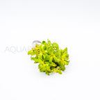 Ludwigia inclinata Red aquarium plant — Aquaplantz Canada