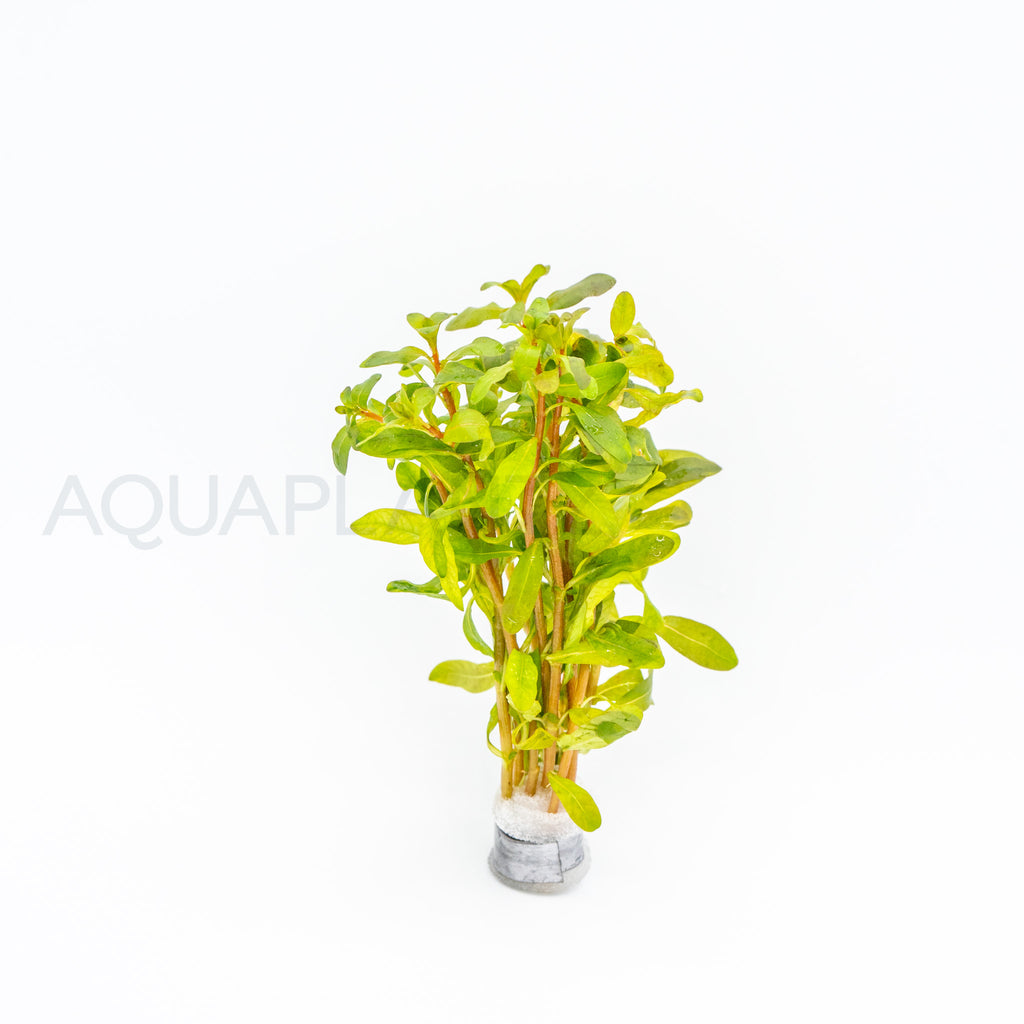 Ludwigia inclinata Red aquarium plant — Aquaplantz Canada