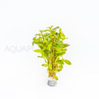 Ludwigia inclinata Red aquarium plant — Aquaplantz Canada