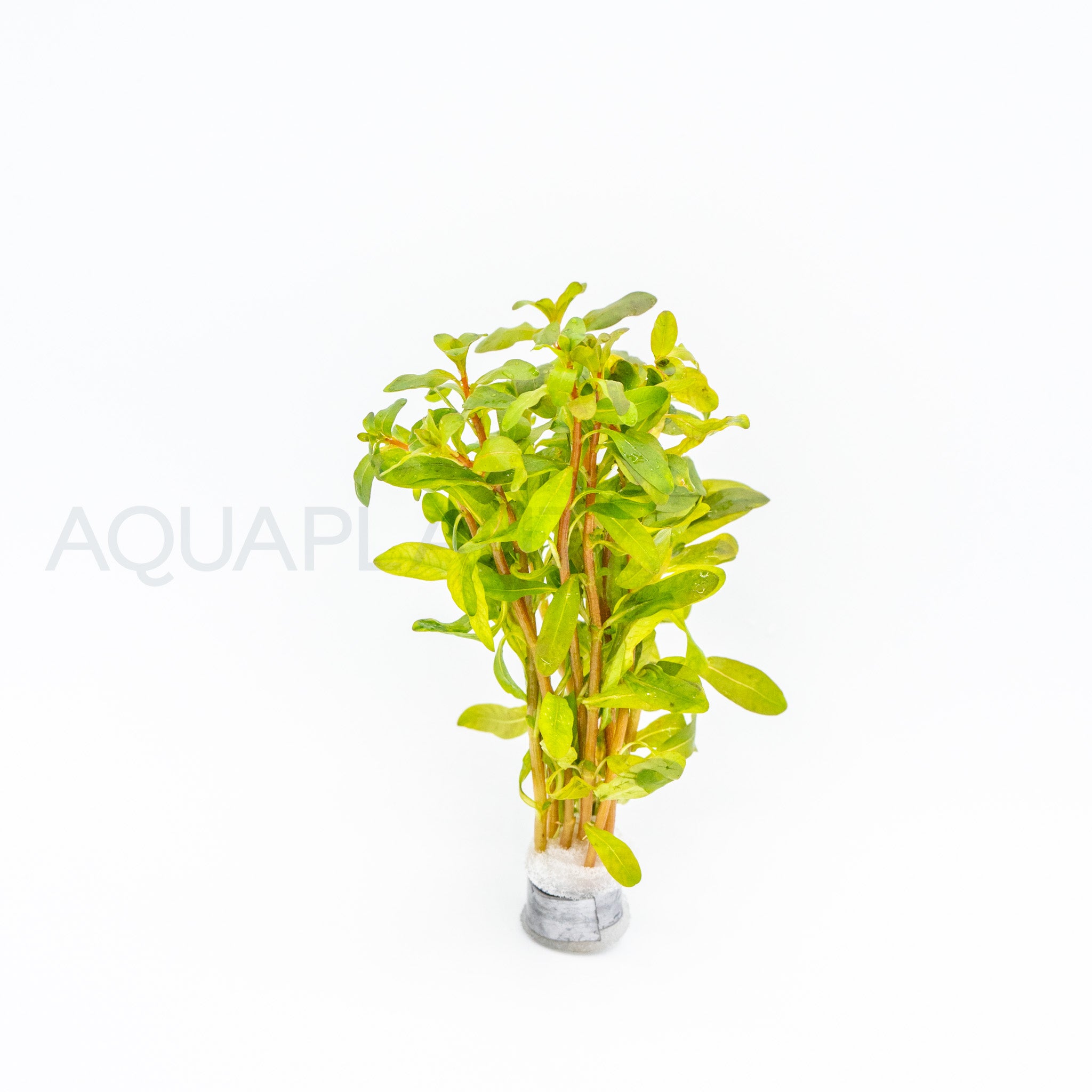 Ludwigia inclinata Red aquarium plant — Aquaplantz Canada
