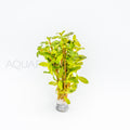 Ludwigia inclinata Red aquarium plant — Aquaplantz Canada