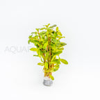 Ludwigia inclinata Red aquarium plant — Aquaplantz Canada