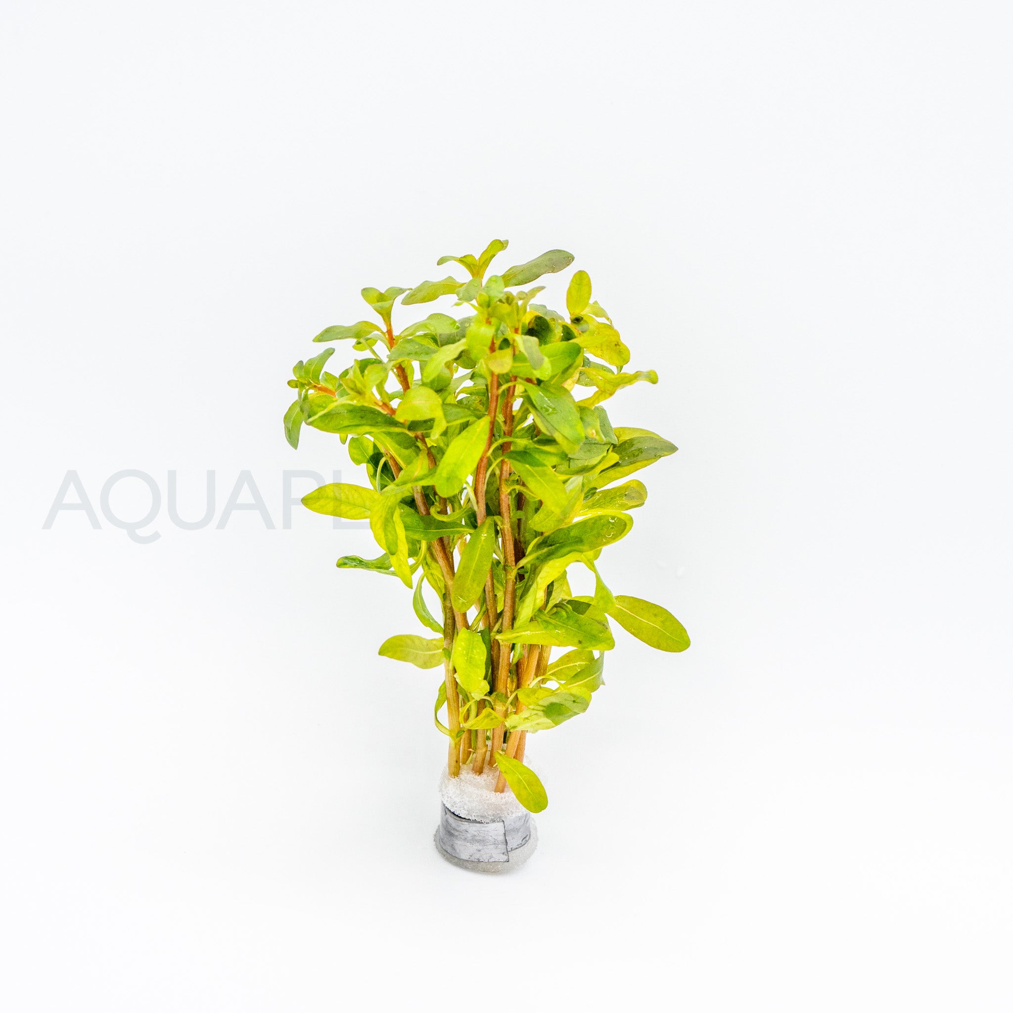 Ludwigia inclinata Red aquarium plant — Aquaplantz Canada