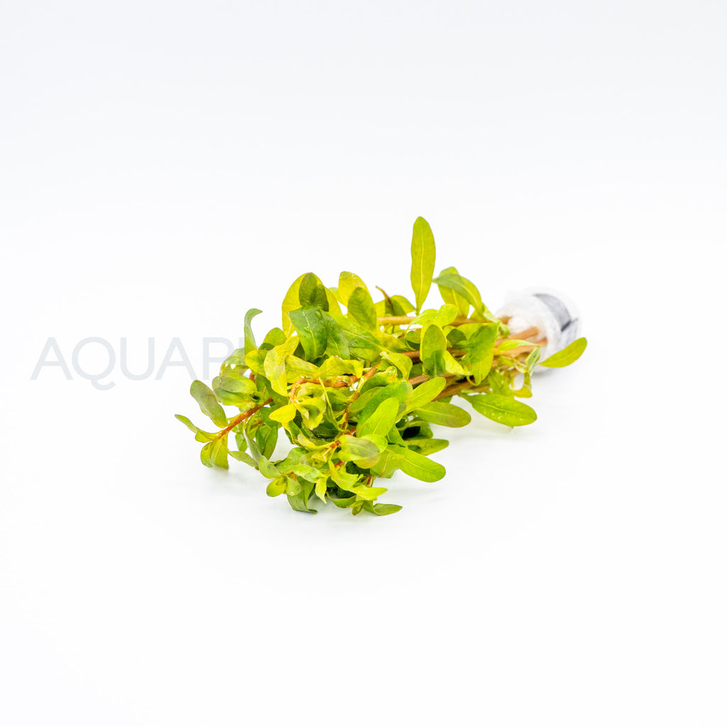 Ludwigia inclinata Red aquarium plant — Aquaplantz Canada
