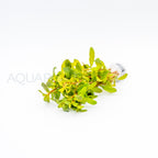 Ludwigia inclinata Red aquarium plant — Aquaplantz Canada