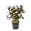 Ludwigia rubin aquarium plant — Aquaplantz Canada