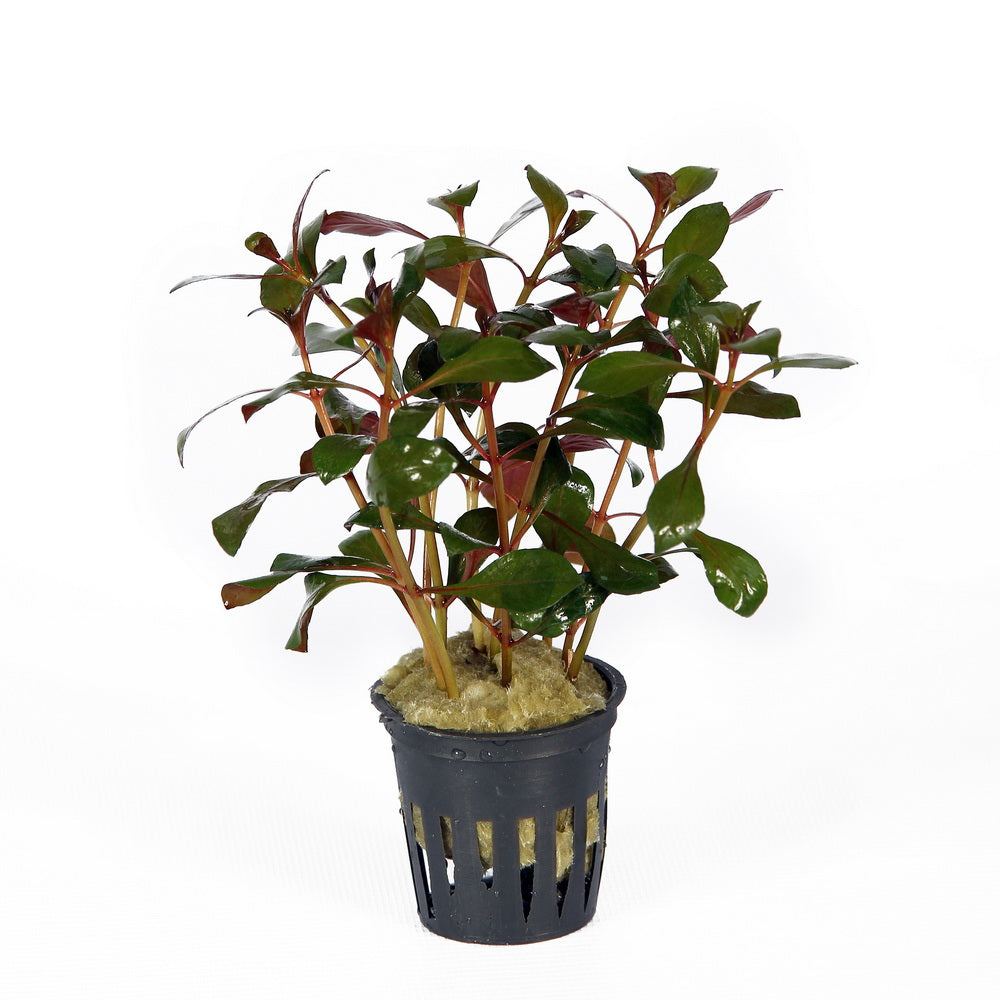 Ludwigia rubin aquarium plant — Aquaplantz Canada