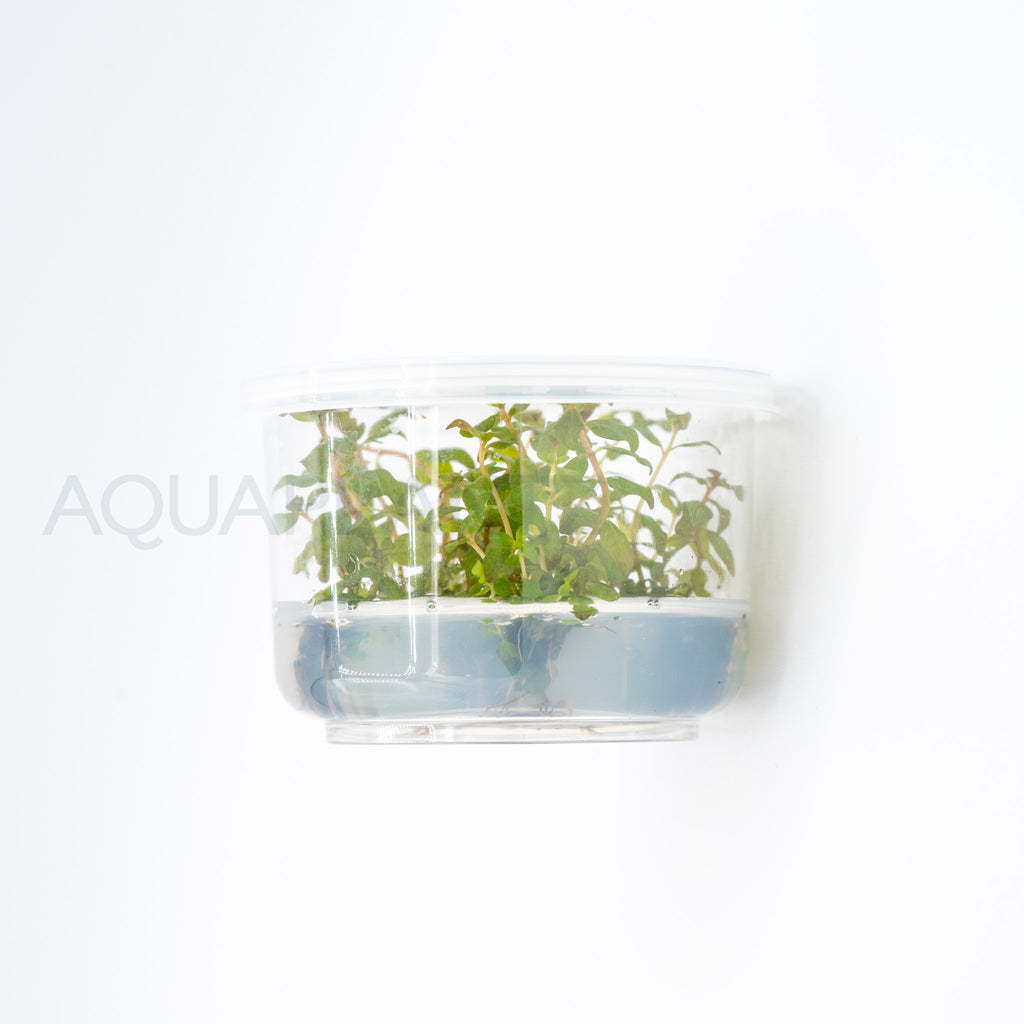 Ludwigia senegalensis Guinea T/C Cup tissue culture aquarium plant — Aquaplantz Canada