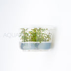 Ludwigia senegalensis Guinea T/C Cup tissue culture aquarium plant — Aquaplantz Canada