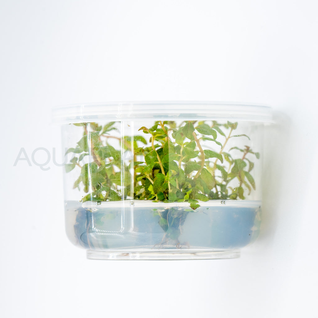 Ludwigia senegalensis Guinea T/C Cup tissue culture aquarium plant — Aquaplantz Canada