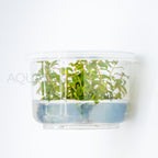 Ludwigia senegalensis Guinea T/C Cup tissue culture aquarium plant — Aquaplantz Canada