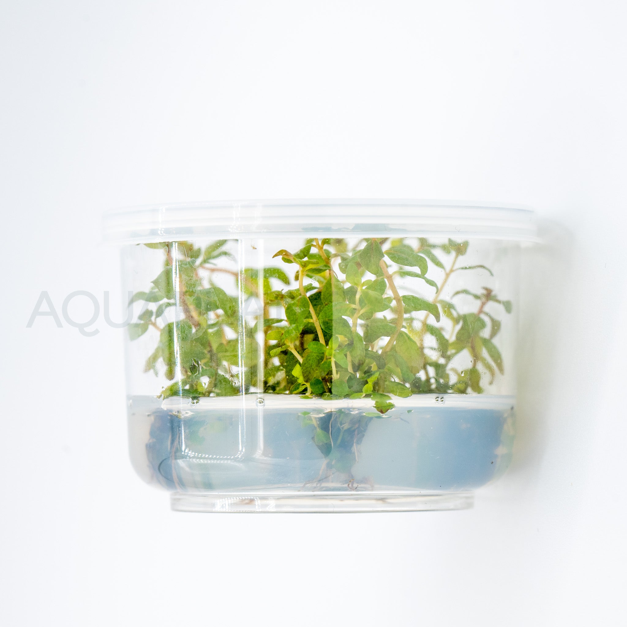 Ludwigia senegalensis Guinea T/C Cup tissue culture aquarium plant — Aquaplantz Canada