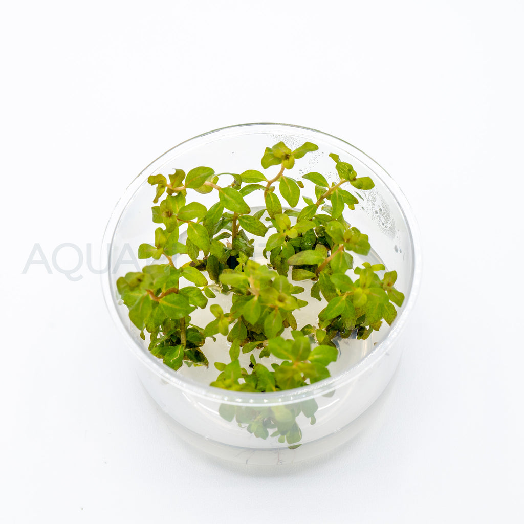 Ludwigia senegalensis Guinea T/C Cup tissue culture aquarium plant — Aquaplantz Canada