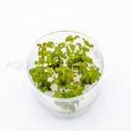Ludwigia senegalensis Guinea T/C Cup tissue culture aquarium plant — Aquaplantz Canada