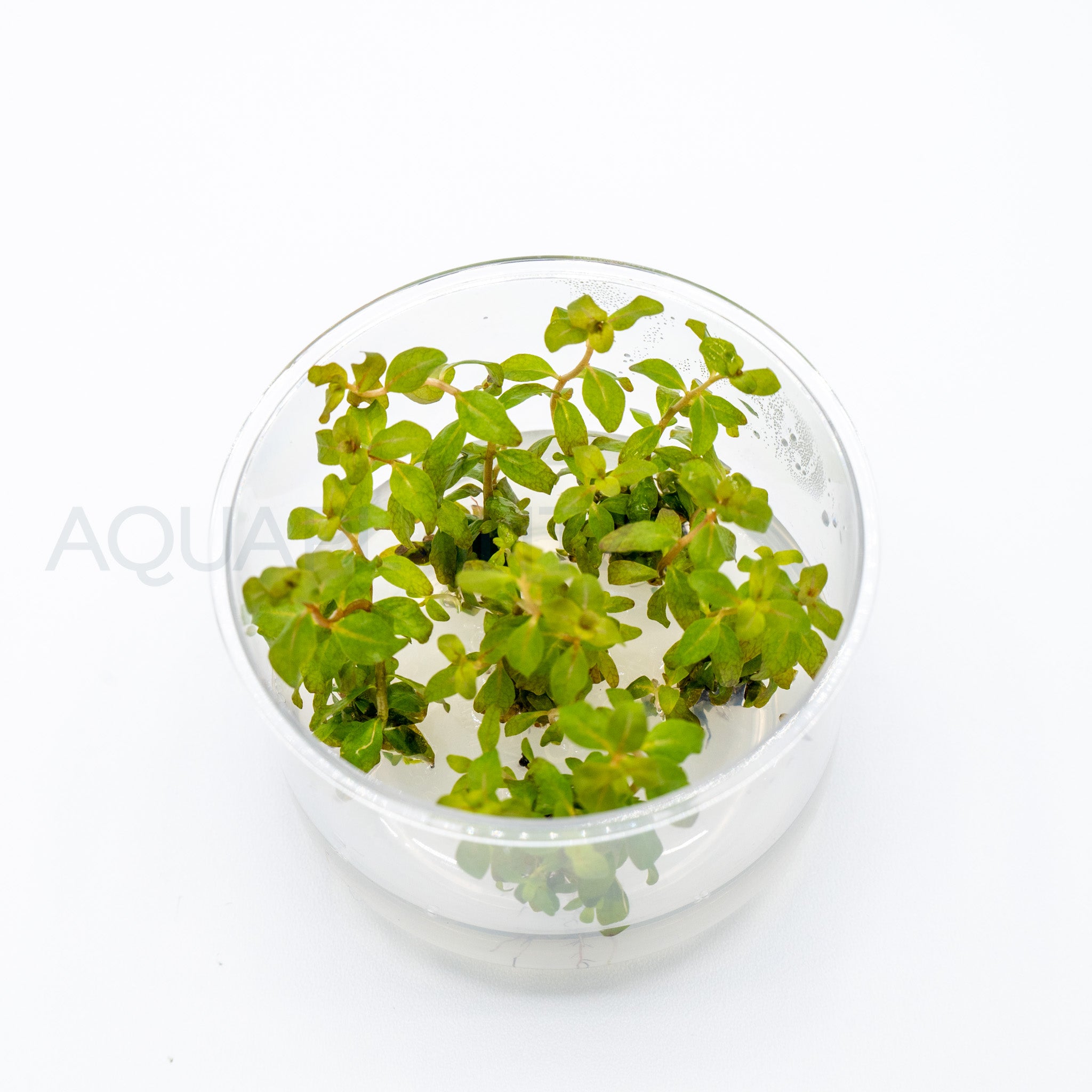 Ludwigia senegalensis Guinea T/C Cup tissue culture aquarium plant — Aquaplantz Canada