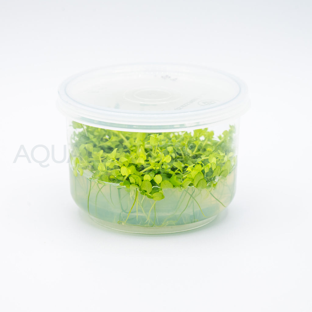 Micranthemum tweediei Monte Carlo T/C Cup tissue culture aquarium plant — Aquaplantz Canada