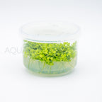 Micranthemum tweediei Monte Carlo T/C Cup tissue culture aquarium plant — Aquaplantz Canada
