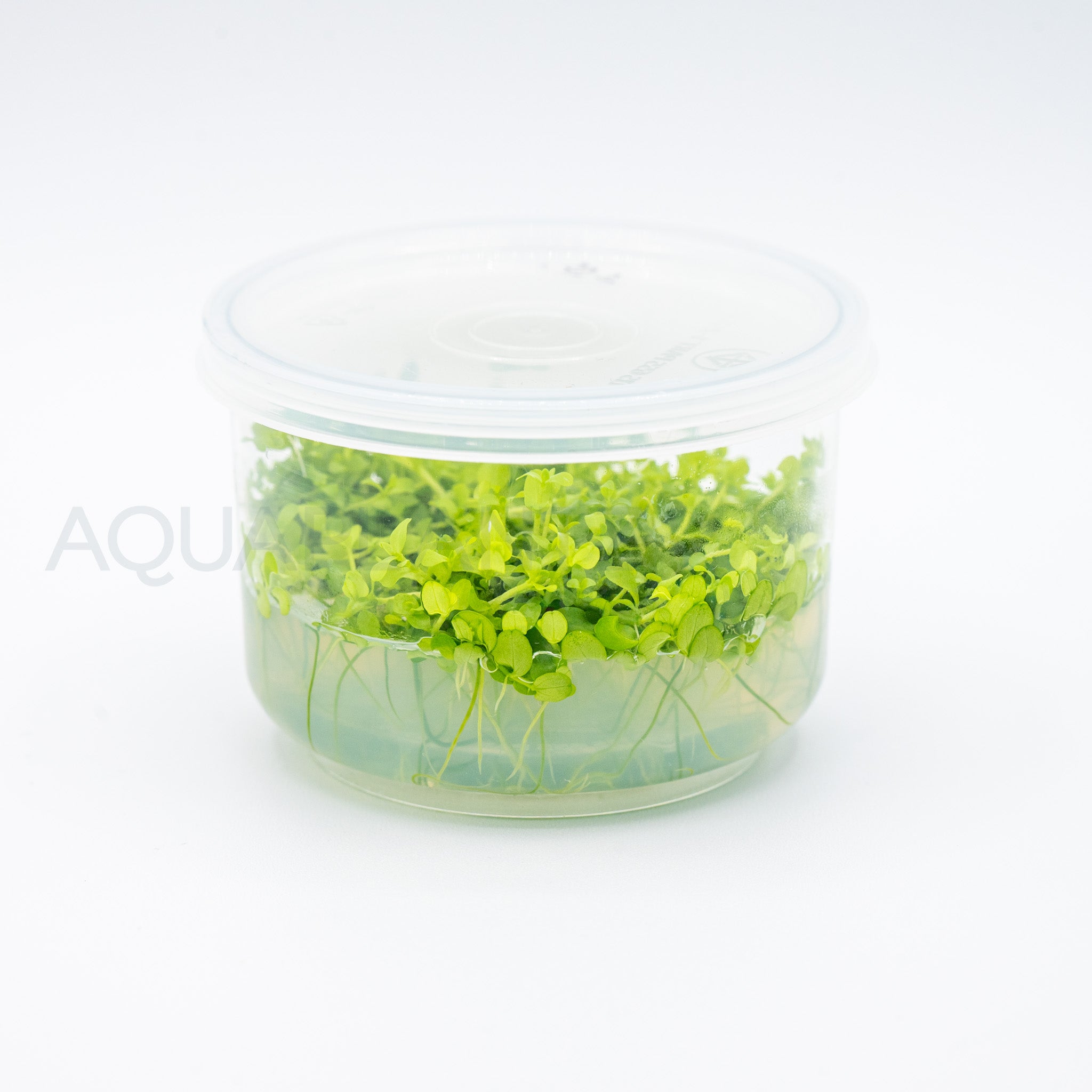 Micranthemum tweediei Monte Carlo T/C Cup tissue culture aquarium plant — Aquaplantz Canada
