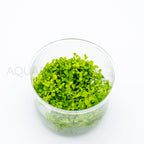 Micranthemum tweediei Monte Carlo T/C Cup tissue culture aquarium plant — Aquaplantz Canada