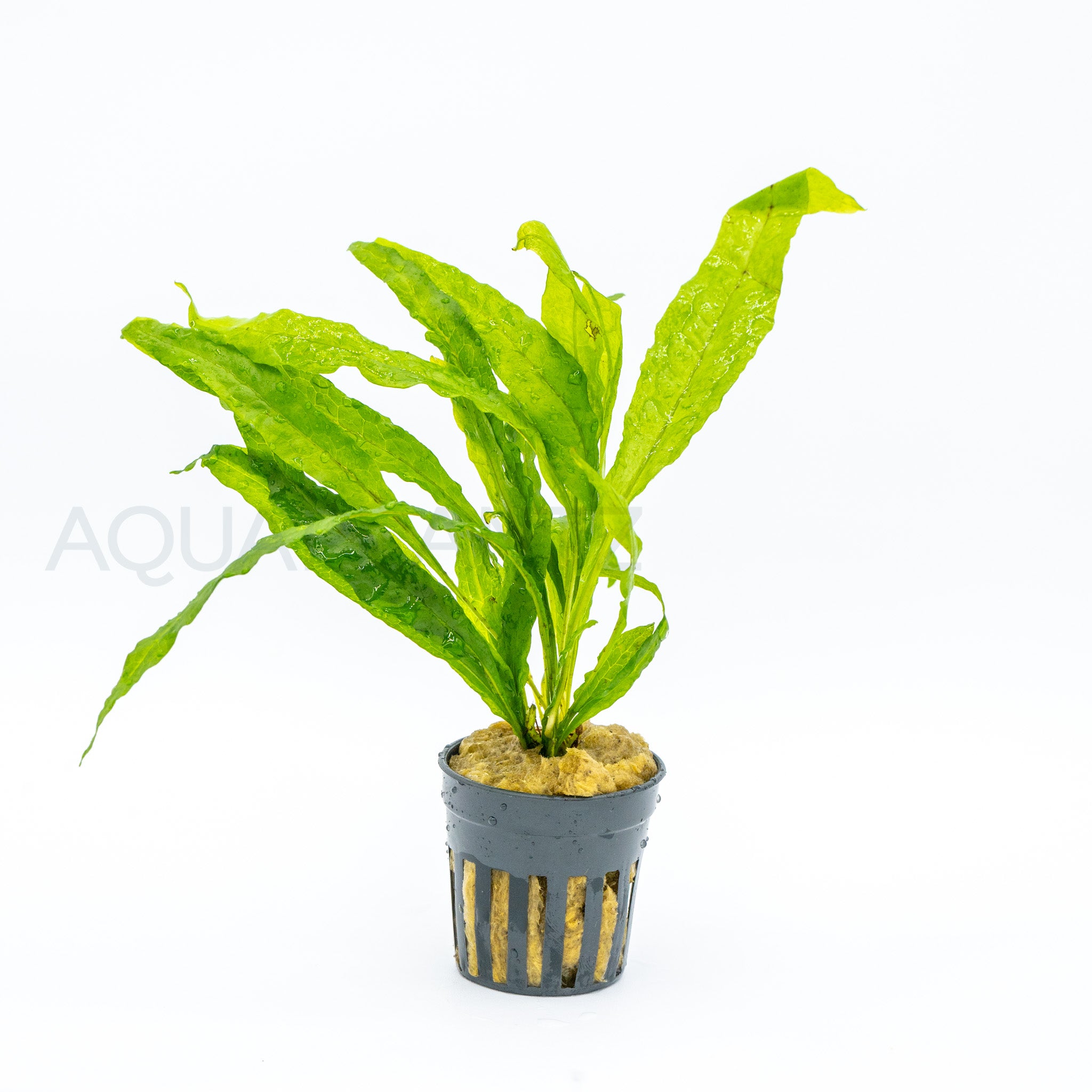 Microsorum pteropus Soft Leaf aquarium plant — Aquaplantz Canada
