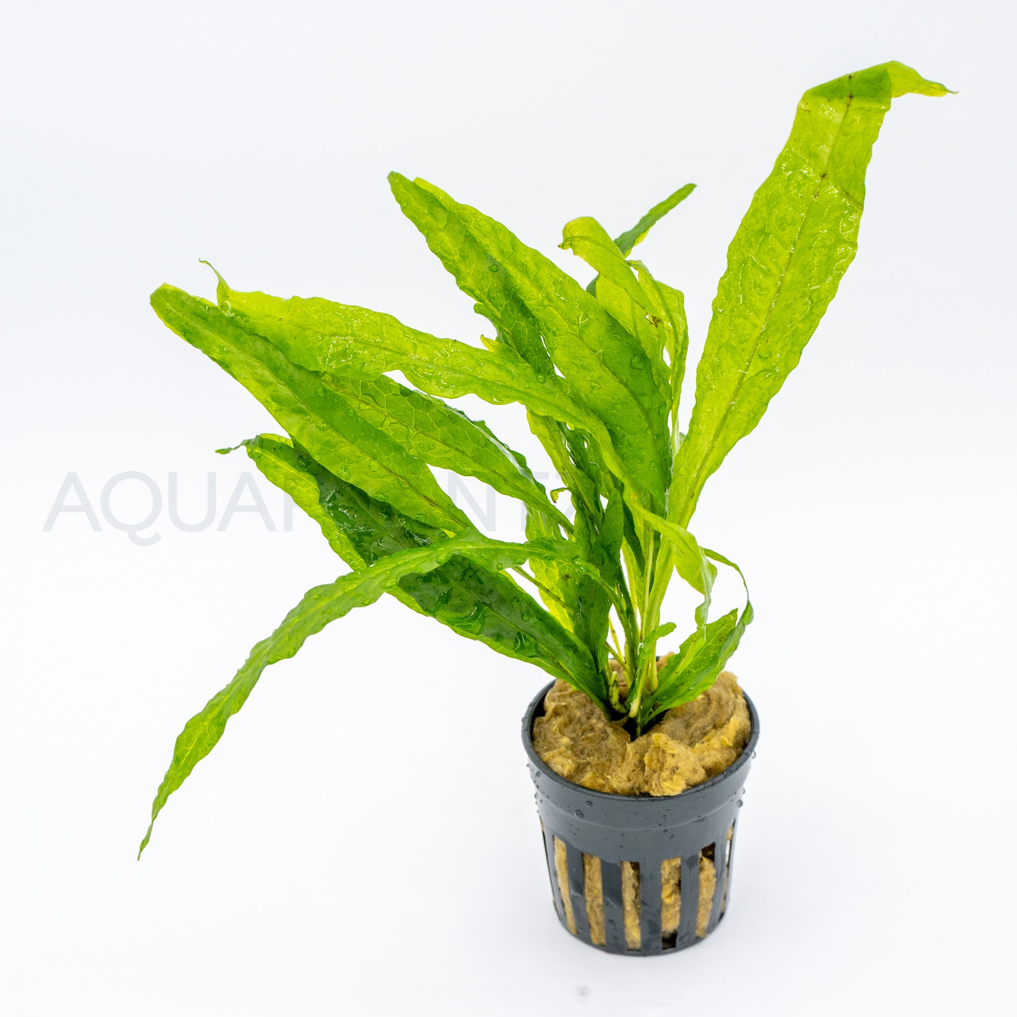 Microsorum pteropus Soft Leaf aquarium plant — Aquaplantz Canada