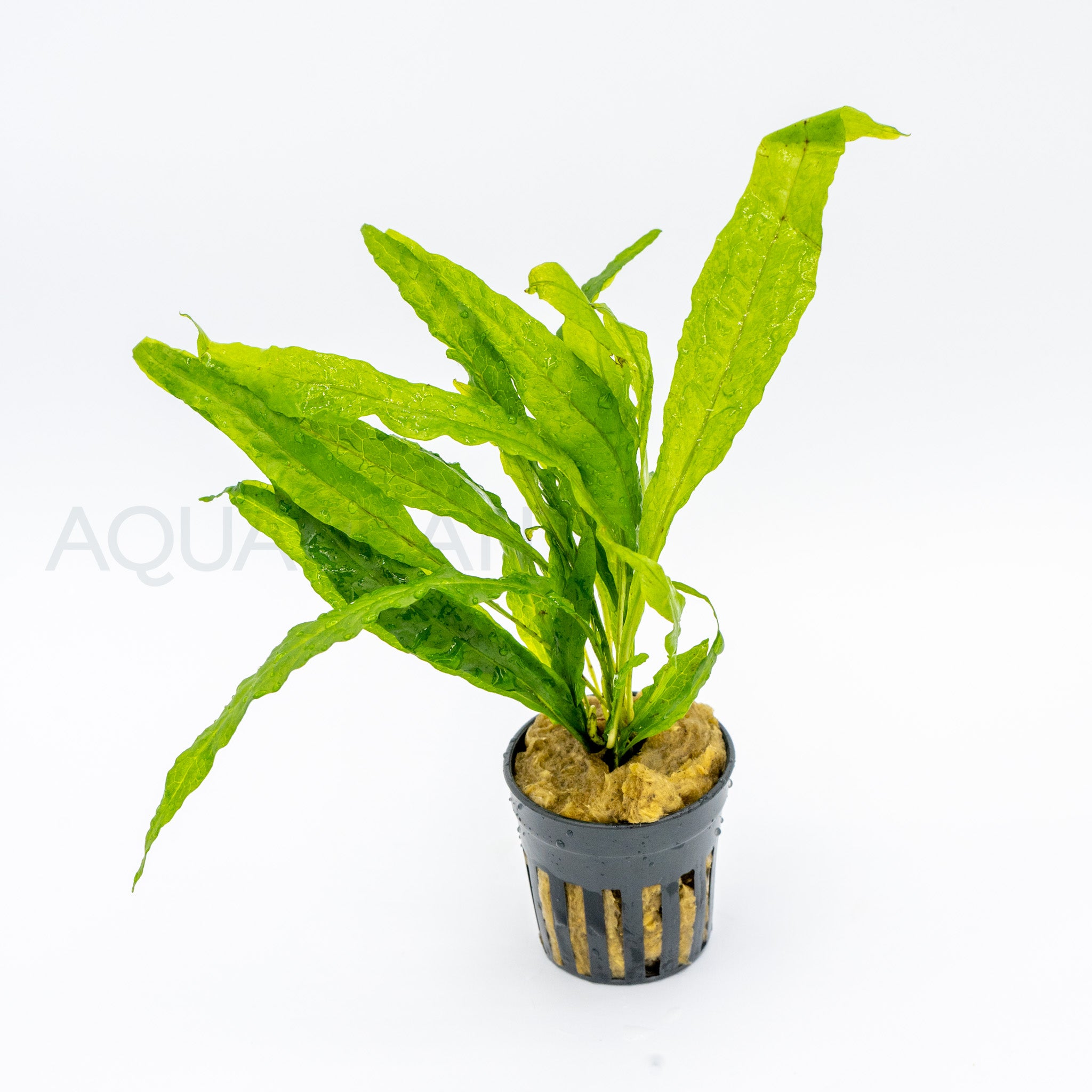 Microsorum pteropus Soft Leaf aquarium plant — Aquaplantz Canada