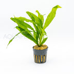 Microsorum pteropus Soft Leaf aquarium plant — Aquaplantz Canada