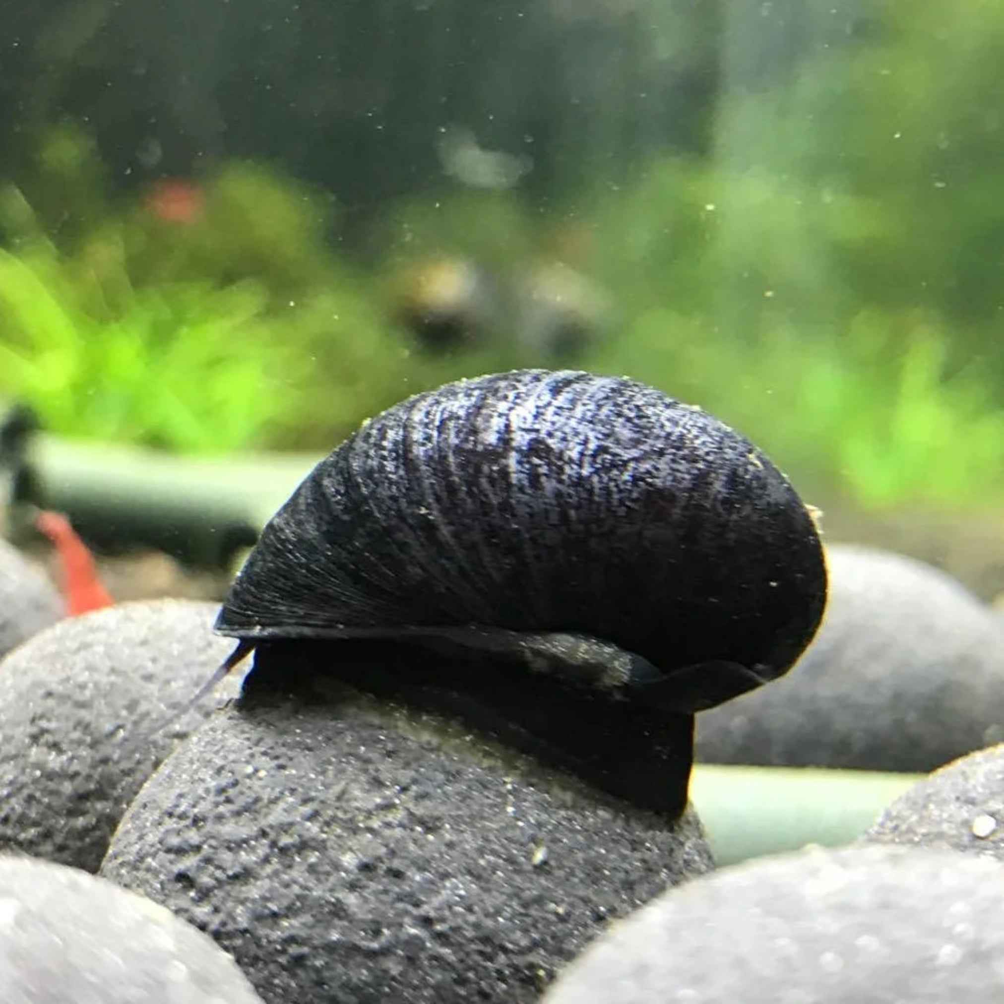 Military Helmet Snail aquarium snail — Aquaplantz Canada