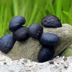 Military Helmet Snail aquarium snail — Aquaplantz Canada