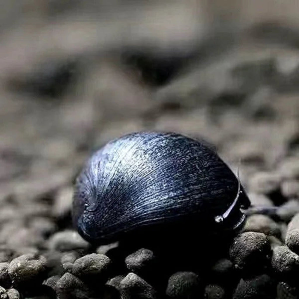 Military Helmet Snail aquarium snail — Aquaplantz Canada