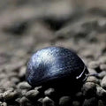 Military Helmet Snail aquarium snail — Aquaplantz Canada