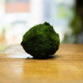 Marimo Moss Ball (Aegagropila linnaei)