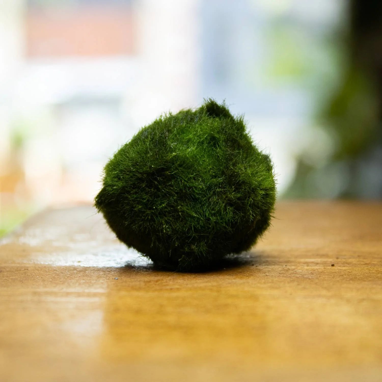 Marimo Moss Ball (Aegagropila linnaei)