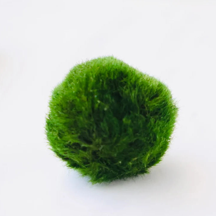 Marimo Moss Ball (Aegagropila linnaei)
