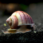 Mystery Snails aquarium snail — Aquaplantz Canada